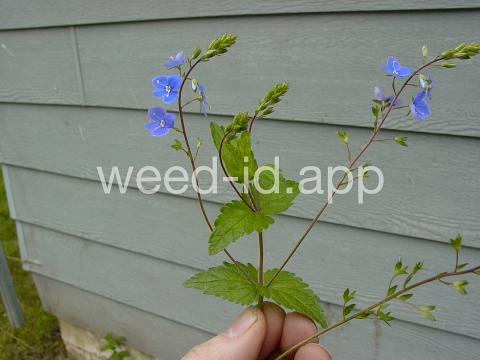 speedwell, germander